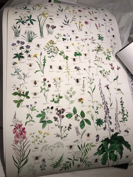 Lene Ask: Norske villblomster og humler, Norwegian wildflowers and bumblebees, HQ print, signert og nummerert