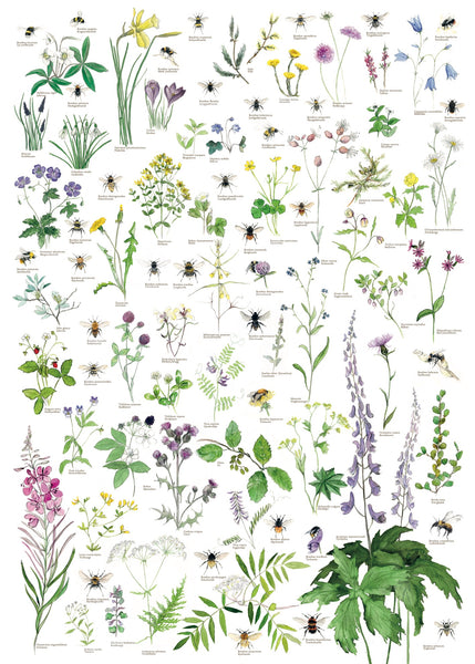 Lene Ask: Norske villblomster og humler, Norwegian wildflowers and bumblebees, HQ print, signert og nummerert